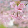 河津桜 3