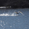 飛び立つ白鳥さん