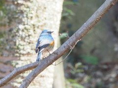 ルリビタキさん