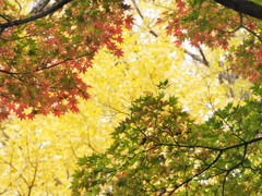 紅葉