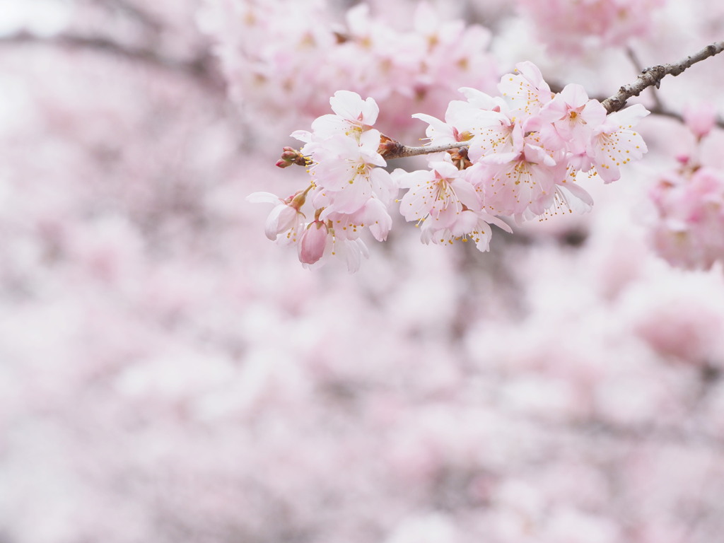 春めき桜