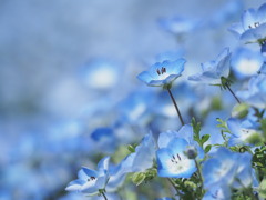 ネモフイラ