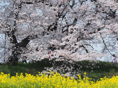 桜堤 1