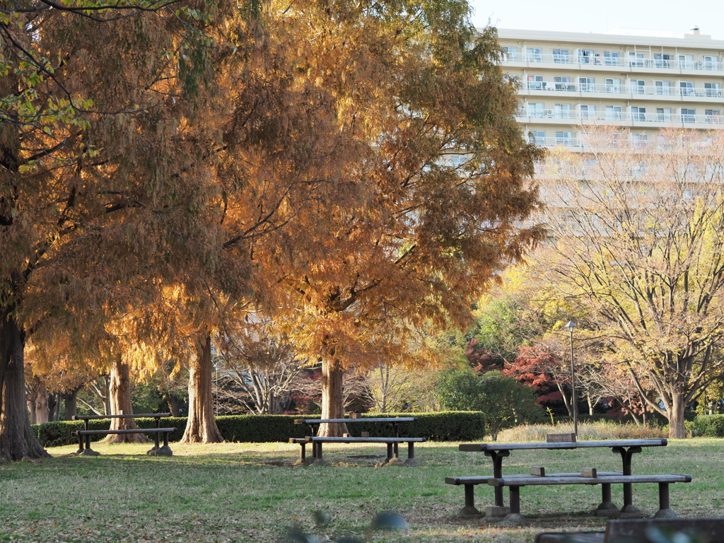 PC010043　晩秋の公園