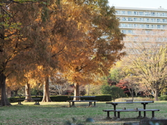 PC010043　晩秋の公園