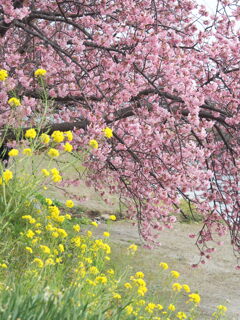 菜の花と河津桜