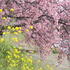 菜の花と河津桜