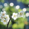 梅の花