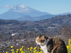 チャミちゃん