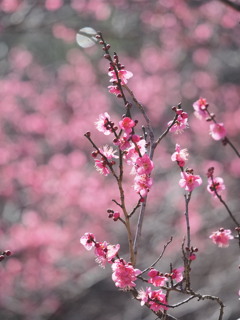 紅梅　2