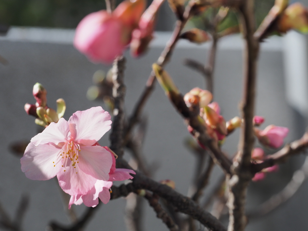 河津桜