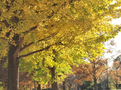 PC010052　公園のイチョウ