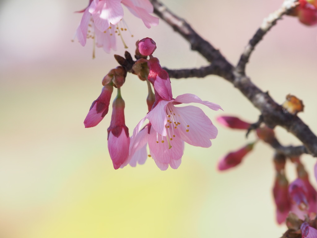 おかめ桜 1