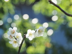 白梅