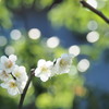 白梅