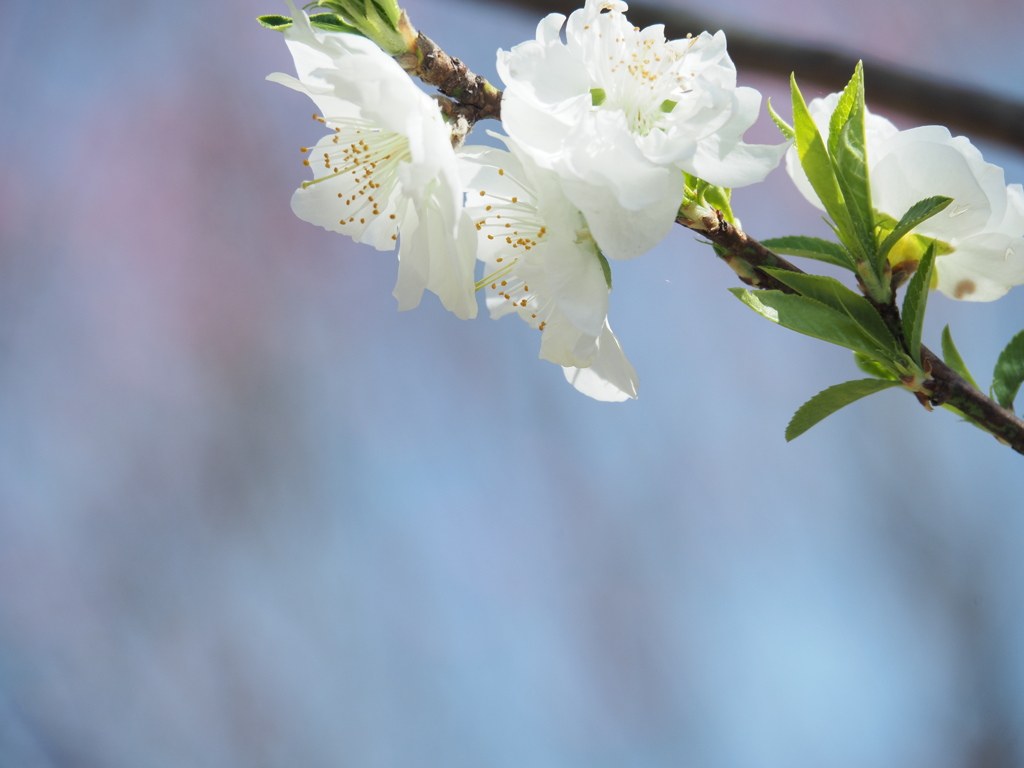 桃の花