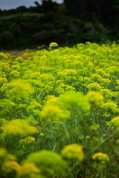 ディルの花