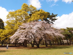 山桜、新緑に輝く