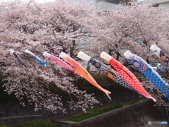 こどもの日