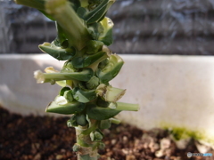 芽キャベツ