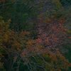 IMG_20201207_031718