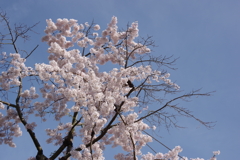 栗林公園の桜1