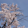 栗林公園の桜1