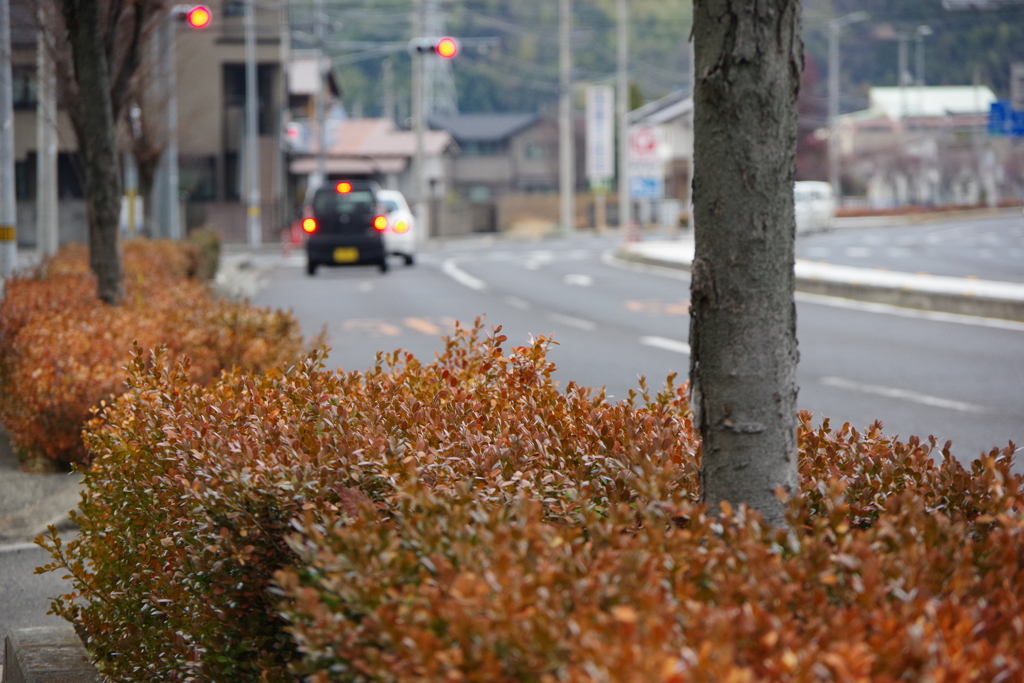 街路樹