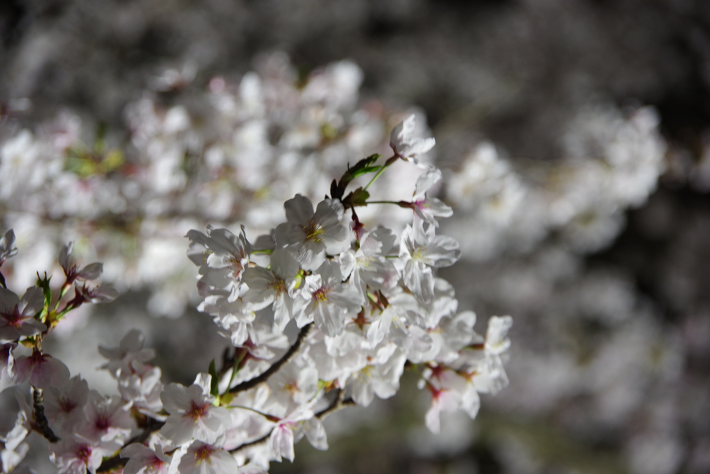 栗林公園の桜2