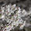 栗林公園の桜2