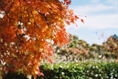 大窪寺の紅葉