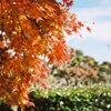 大窪寺の紅葉