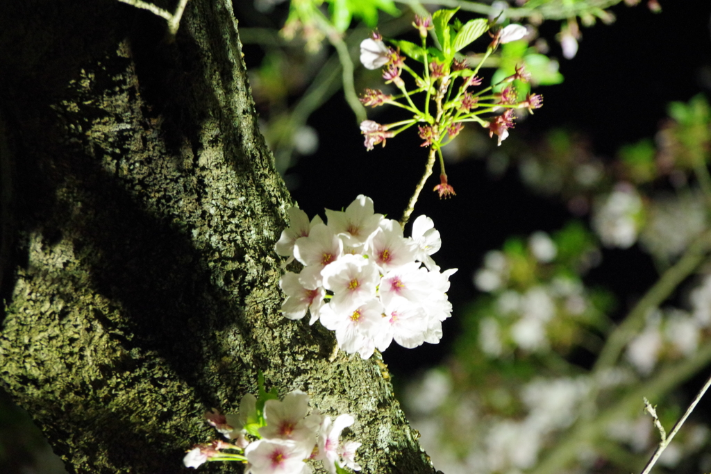 栗林公園の桜４