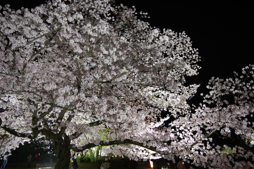 栗林公園の桜3