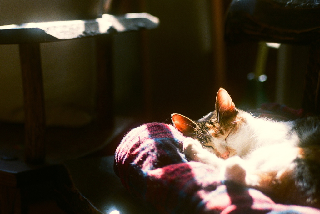 film・小春の日和*