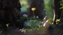 5月の森へ*