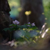 5月の森へ*