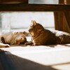 film・はるねこ*