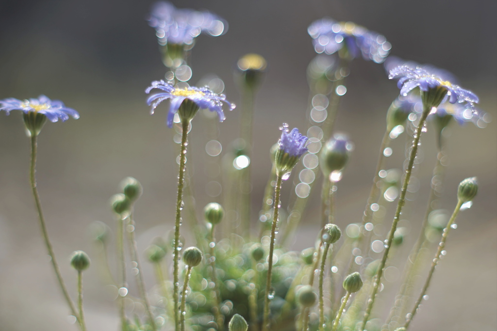 Blue Drops*
