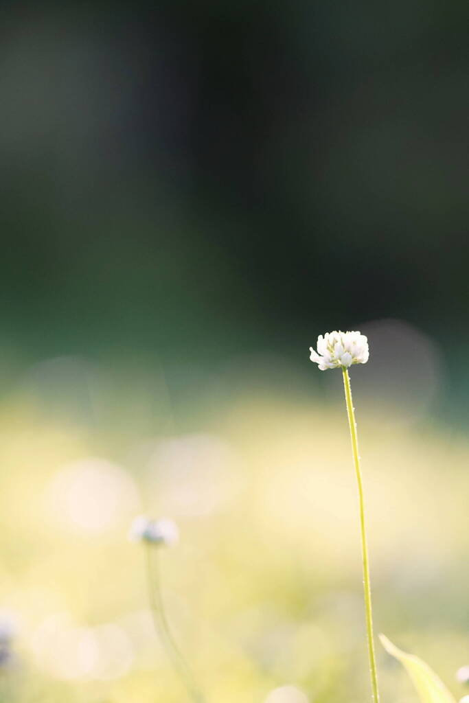 White clover*
