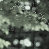 Bubbles*