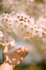 film・今年の桜は今年だけの桜*