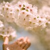 film・今年の桜は今年だけの桜*