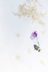 Snow Book*