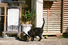 film・閉店のお知らせ*