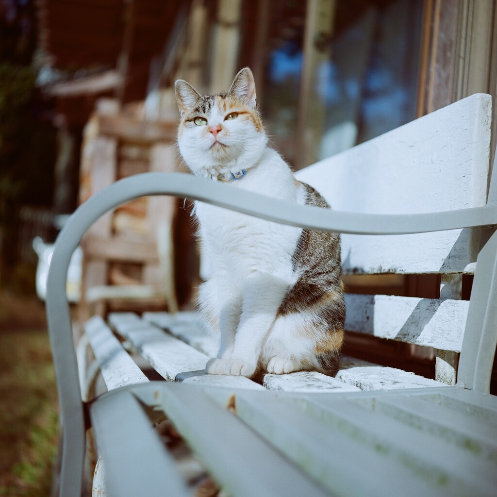 tlr・Sitting on a bench*