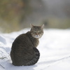 如月Cat୭*