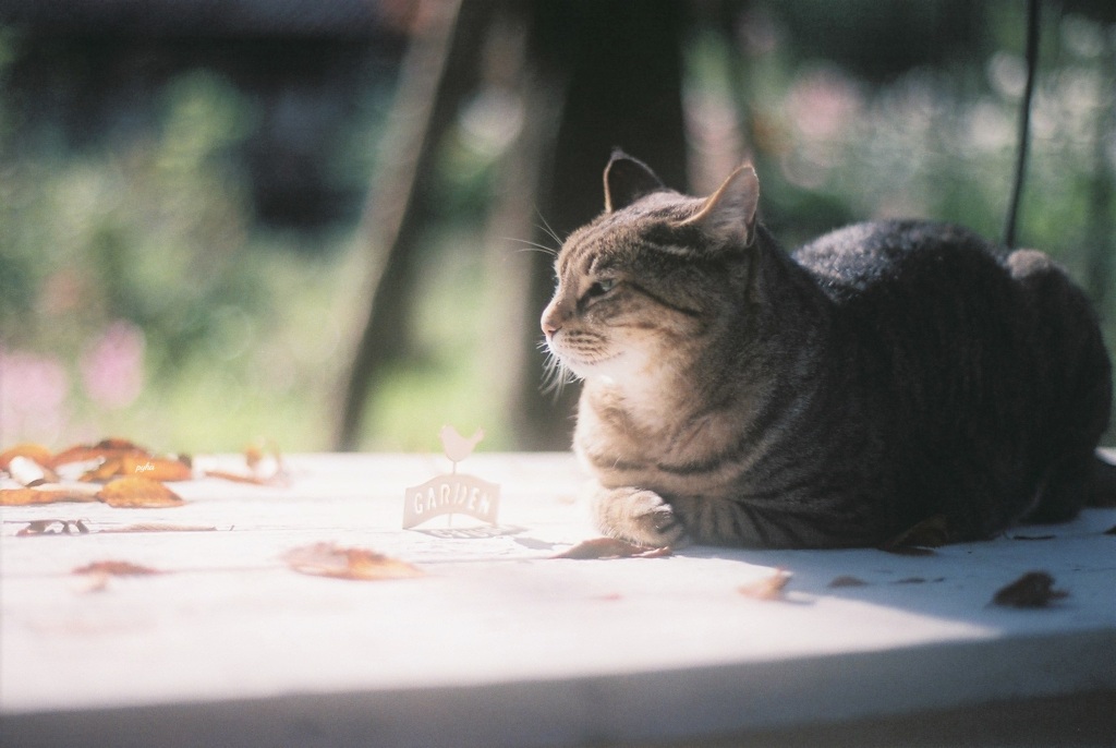 film・Garden*