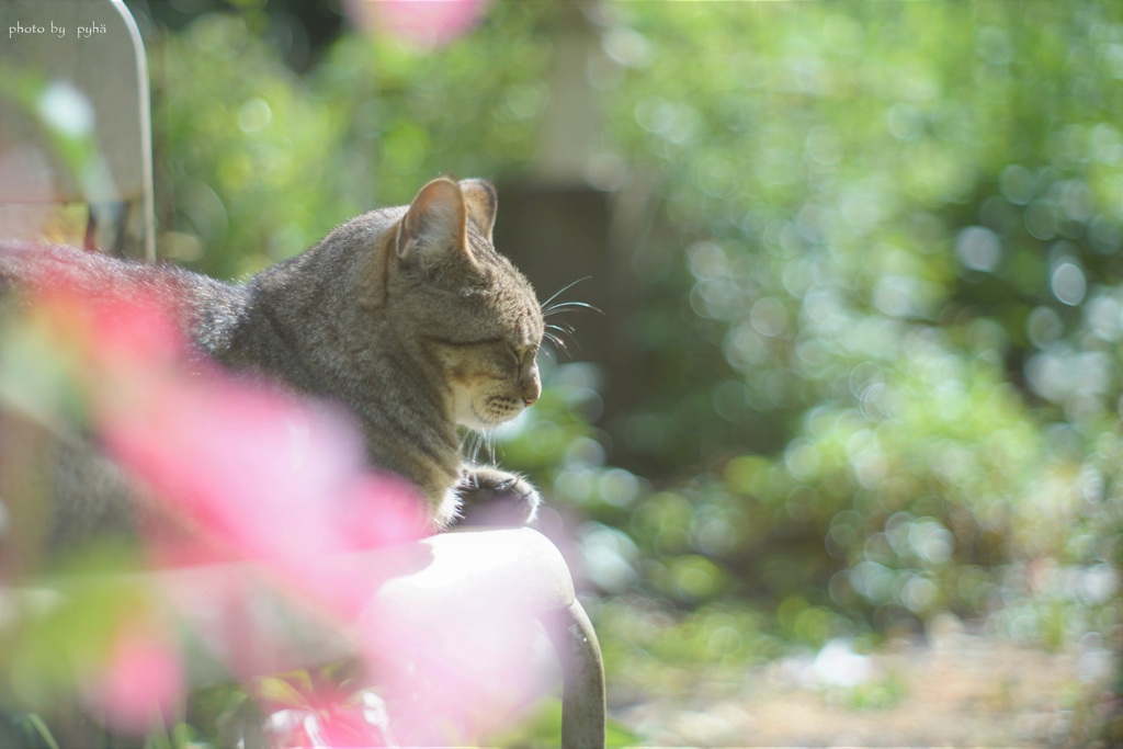 シュウカイドウ*