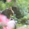 シュウカイドウ*